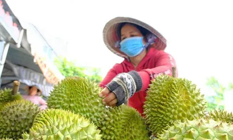 579 mã số vùng trồng: Thách thức lớn về đầu ra và giải pháp từ sầu riêng đông lạnh