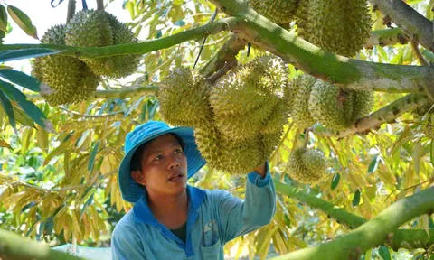 Xuất khẩu nông sản bứt tốc 9 tháng: Bài toán giá trị và giải pháp bền vững