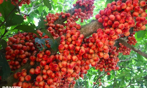 Dâu đất Đà Nẵng: Từ cây dại thành đặc sản du lịch