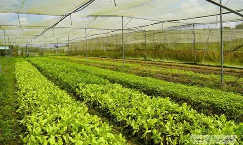 Giải pháp cốt lõi: Lấy "đất làm gốc" và "giá trị" làm mục tiêu