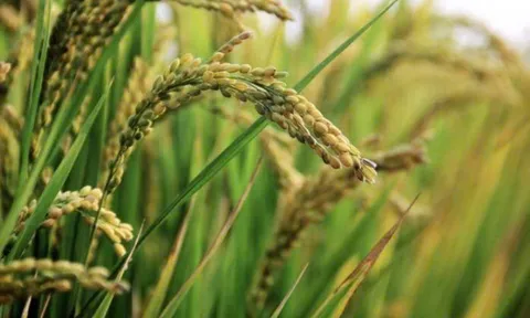 Nghịch lý giá gạo Bangladesh Tồn kho kỷ lục và thuế nhập khẩu gần 0% nhưng người dân vẫn chịu thiệt