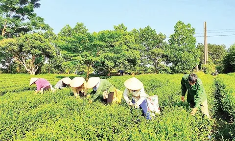 Quảng Ninh: Giải pháp chuyển đổi xanh, nâng tầm nông nghiệp sinh thái