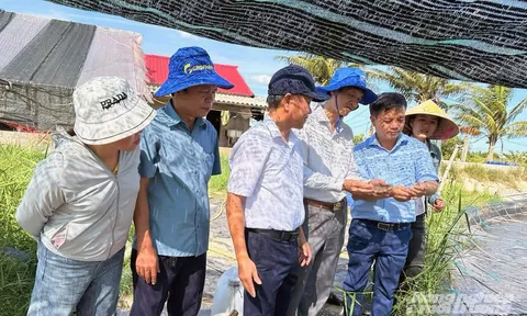 Mô hình hai giai đoạn: Giải pháp đột phá cho nghề nuôi tôm vùng ven sông