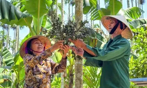 Từ cây bóng mát sân vườn đến "mỏ vàng" xóa đói giảm nghèo tại xứ Nghệ