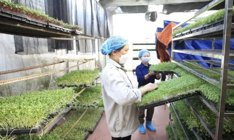 Vùng chuyên canh lúa trọng điểm của Hà Nội: Phát triển sản phẩm OCOP