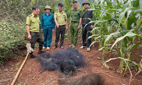 Tuyên Quang: Kiểm lâm, công an phối hợp xử lý nạn bẫy chim trái phép
