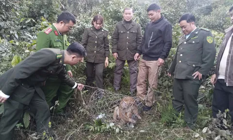 Tuyên Quang: Kiểm lâm Khu vực XIV thả cá thể khỉ vàng quý hiếm về rừng an toàn