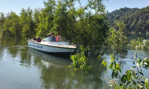 Tuyên Quang: Cây tràm lá dài sinh trưởng tốt trên vùng bán ngập lòng hồ thuỷ điện