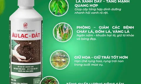 Kích rễ khỏe — Giải pháp vi sinh cho cây trồng của Vi sinh Âu Lạc