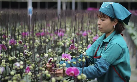 HTX Đan Hoài: Phát triển mô hình ứng dụng Công nghệ cao trong nông nghiệp