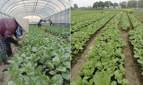 Mô hình liên kết hiệu quả trong sản xuất rau an toàn