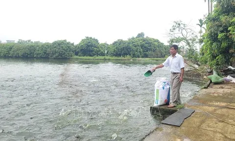 Hà Nội: Kinh tế trang trại phát huy hiệu quả trong nuôi trồng thủy sản