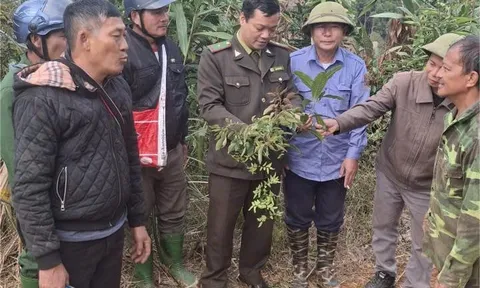 Lào Cai: Người chiến sĩ kiểm lâm gìn giữ “kho báu xanh” giữa đại ngàn