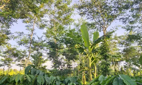 Trồng cây chắn gió cho vườn cà phê, sầu riêng - Lợi ích kép từ giải pháp hữu hiệu