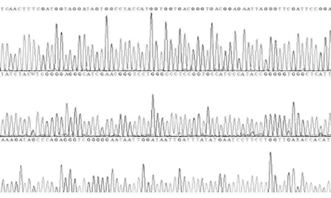 Molecular identification and genetic diversity assessment of Artemisia annua L. populations in Son La Province, Vietnam using rbcL, matK and 18S DNA barcodes