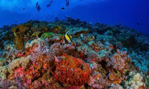 Hệ sinh thái rạn san hô quần đảo Trường Sa: Di sản thiên nhiên, nền tảng địa chính trị và chiến lược phát triển bền vững