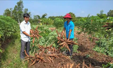 Ngành sắn Việt Nam trong chuỗi giá trị nông nghiệp hiện đại: Từ tiềm năng tỷ đô đến khát vọng phát triển xanh bền vững