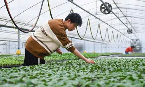 Chuyển dịch hệ sinh thái nông nghiệp xanh: Từ thực tiễn Trung Quốc đến lộ trình tái cấu trúc tại Việt Nam