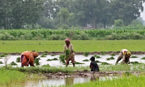 Thị trường gạo Châu Á 2026: Cuộc thanh lọc nghiệt ngã từ sự trở lại của Ấn Độ