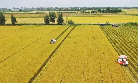 Khát vọng xanh từ cánh đồng một triệu héc-ta: Hành trình tái định nghĩa giá trị lúa gạo Việt Nam