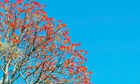 Hoa vông nem vào mùa nở rộ như ‘lửa đỏ’ khắp núi Bà Đen