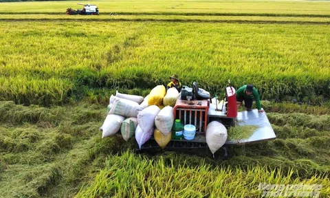 Giải pháp tạm trữ lúa gạo: Điểm tựa cho nông dân trước áp lực chi phí trong bối cảnh hiện nay