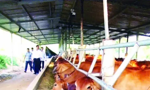 Mô hình chăn nuôi bò nhốt tại Quảng Trị: Lời giải cho bài toán kinh tế nông nghiệp bền vững 