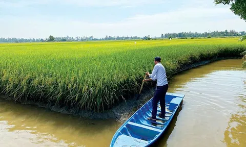 Mô hình sản xuất lúa phát thải thấp: Vị thế mới của nông nghiệp Đồng Bằng Sông Cửu Long