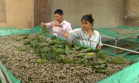 Đắk Lắk: Tín dụng chính sách tiếp sức người dân vững bước an sinh trên cao nguyên Lắk