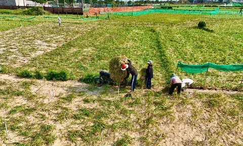 Nỗi lòng "Vàng trắng" Lý Sơn: Từ rủi ro độc canh đến yêu cầu cấp bách về bảo hộ thương hiệu
