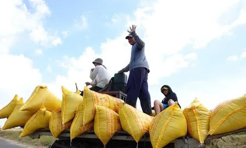 Hạt gạo Việt Nam: Từ vị thế "nồi cơm" khu vực đến chiến lược giá trị bền vững