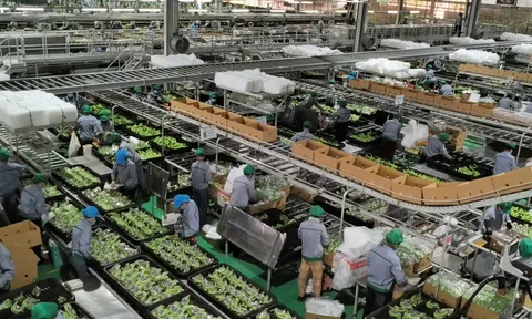 Kỷ nguyên vươn mình của nông nghiệp Việt: Từ xuất khẩu nông sản đến xuất khẩu công nghệ và di sản