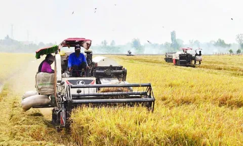 Trung tâm lúa gạo vùng Đất Chín Rồng: Từ hạ tầng logistics đến hạt nhân an ninh lương thực toàn cầu