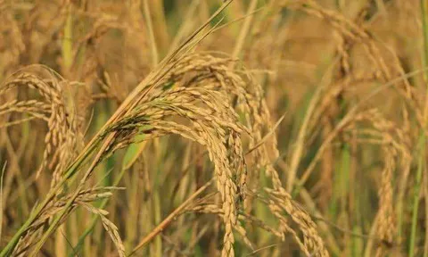 Nông nghiệp thông minh: Từ đột phá "lúa tái sinh" đến bài học về an ninh lương thực tự chủ