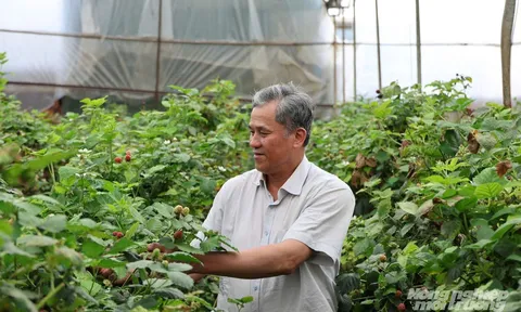 Kinh tế tuần hoàn trong nông nghiệp: Giải bài toán chi phí từ rác thải hữu cơ