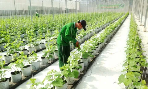 Tối ưu hóa năng lượng trong canh tác nông nghiệp qua kỹ thuật tưới ngập - khô xen kẽ