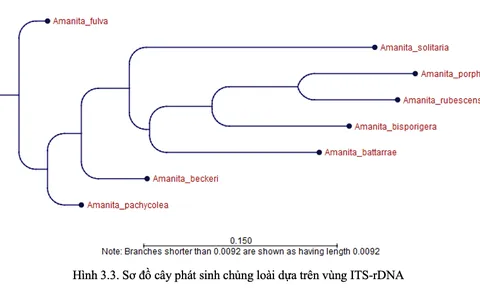 Phân tích thành phần nucleotide và cấu trúc cây phát sinh chủng loại nấm Amanita thu thập tại Tây Nguyên