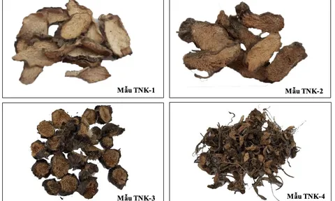 Khảo sát thành phần hoá học một số loài thuộc chi thiên niên kiện (Homalomena)