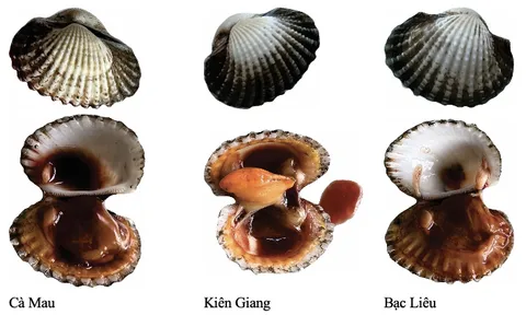 Đặc điểm cảm quan và chất lượng đặc thù của sò huyết Cà Mau khi xác lập quyền đăng ký chỉ dẫn địa lý