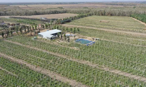 Sản xuất cây xanh theo hướng hiện đại hóa - Bước đi thời đại mới