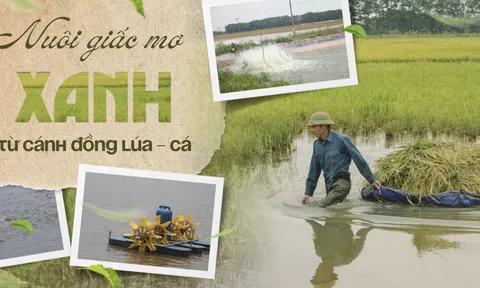 Nuôi giấc mơ “xanh” từ cánh đồng lúa - cá