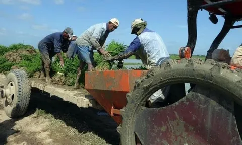 Sức sống mới trên những cánh đồng Cuba: Dấu ấn công nghệ lúa gạo Việt Nam từ góc nhìn báo chí quốc tế
