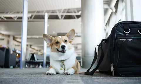 Vận chuyển thú cưng đi các tỉnh miền Tây tại Pet Đi Xe