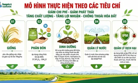 Từ ruộng phèn Tân Thạnh: Mô hình canh tác lúa Hợp Trí cho hiệu quả tăng hơn 6 triệu đồng/ha