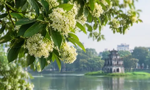 Sống chung cùng mùa hoa: Góc nhìn bao dung về hoa sữa Hà Nội