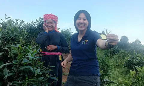 Cây chè Lào Cai: Từ nương xanh đến giá trị bền vững