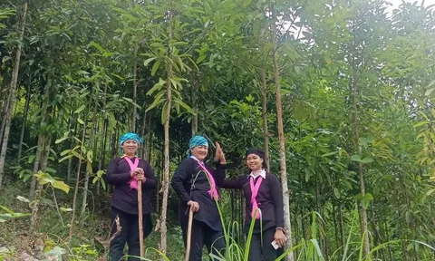 Giữ màu xanh rừng quế, nâng tầm giá trị nông sản Lào Cai