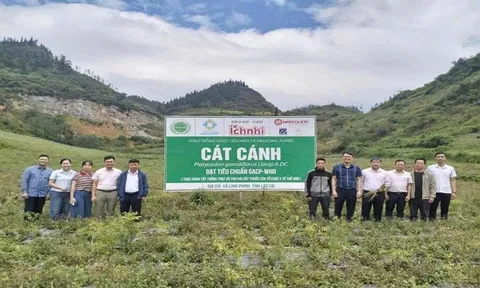 Dược liệu Lào Cai: Gắn vùng trồng với chuỗi giá trị, mở lối phát triển bền vững