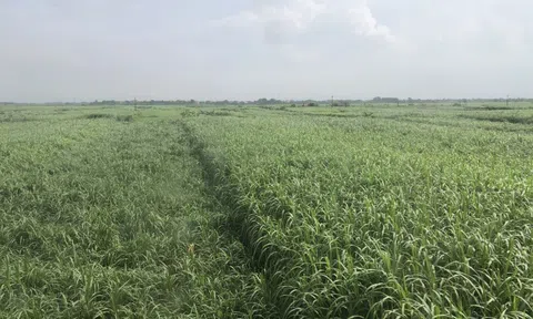 Vĩnh Phúc: Xã Vĩnh Ninh (Vĩnh Tường) chuyển dịch cơ cấu cây trồng, vật nuôi tạo sản phẩm hàng hóa gắn với thị trường