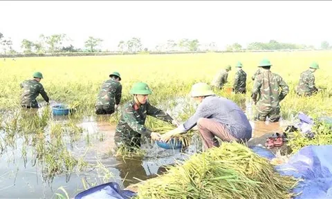 Triển khai các biện pháp nhanh chóng phục hồi sản xuất nông nghiệp sau bão số 3 và mưa lũ